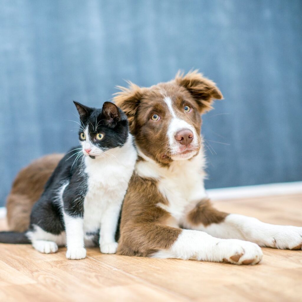 Image of dog and cat